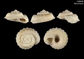 Calliotropis pheidole