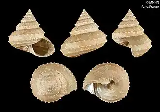 Calliotropis philippei