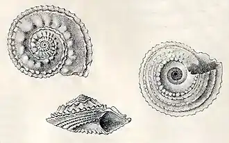 Calliotropis spinulosa