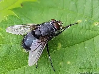 Calliphora uralensis