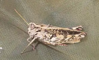 Calliptamus madeirae