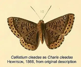Callistium cleadas