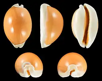 Callistocypraea aurantium