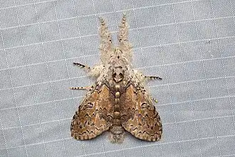 Calliteara cerigoides