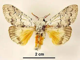 Calliteara farenoides