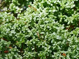 Gekield sterrenkroos