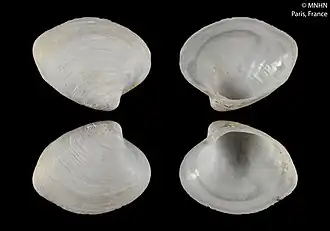 Callogonia mauritanica