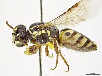 Callohesma pedalis