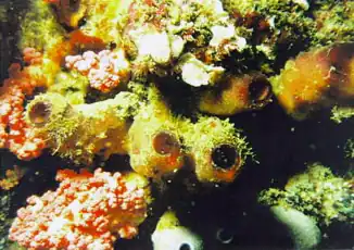 Callyspongia truncata