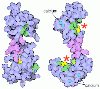 Calmoduline verandert van conformatie na binding met calcium (rechts). Bindingsplaatsen bij sterretjes.