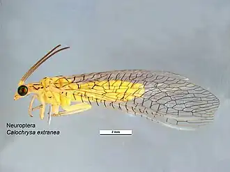 Calochrysa