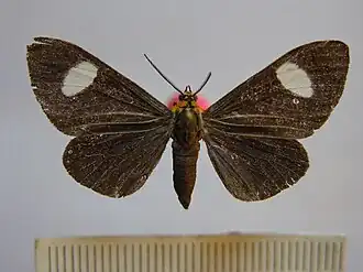 Calodesma collaris