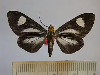 Calodesma dioptis