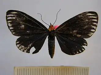 Calodesma maculifrons