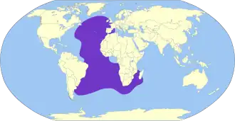 Kuhls pijlstormvogel