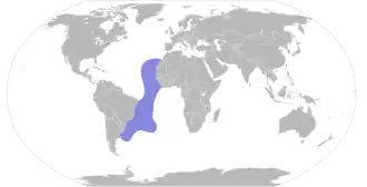 Kaapverdische pijlstormvogel