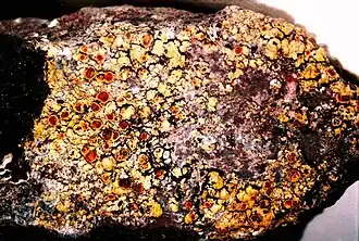 Caloplaca flavovirescens