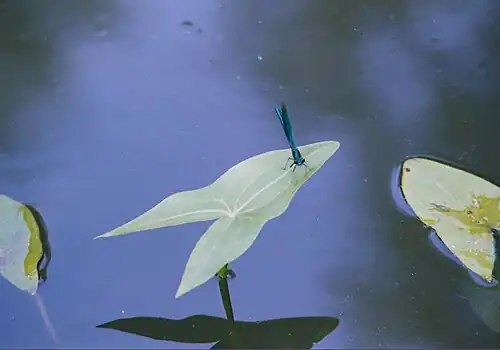 Weidebeekjuffer(Calopteryx splendens)