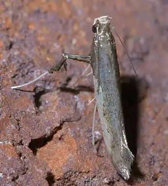Caloptilia belfragella