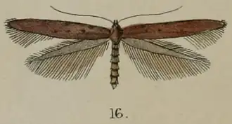 Caloptilia linearis