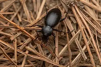 Calosoma anthracinum