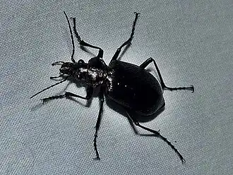 Calosoma frigidum