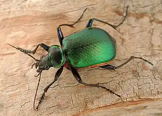 Calosoma scrutator