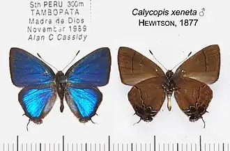 Calycopis xeneta