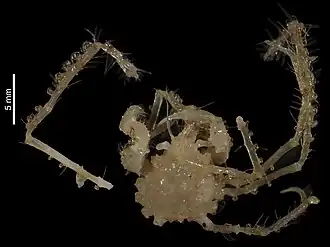 Calypsachaeus calypso