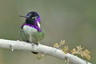 Costa's kolibrie