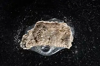 Calyptotheca obscura