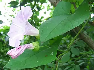 Calystegia pulchra