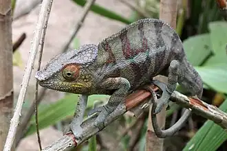 Panterkameleon (Furcifer pardalis)