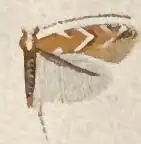 Cameraria australisella