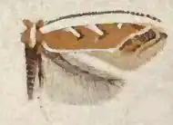 Cameraria conglomeratella