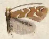 Cameraria fletcherella