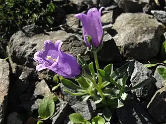 Campanula alpestris