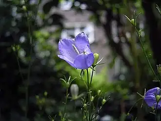 Campanula baumgartenii