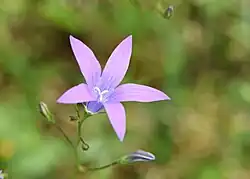 Campanula patulaeen bedektzadige (weideklokje)