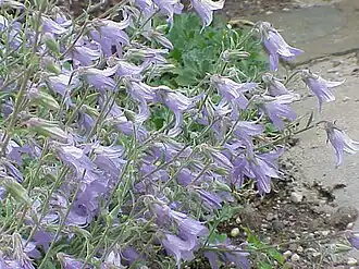 Campanula sarmatica