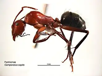 Camponotus capito