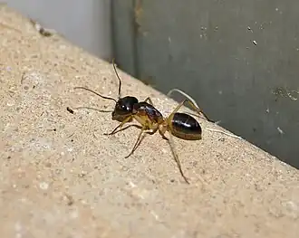Camponotus consobrinus