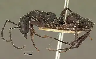Camponotus ethicus