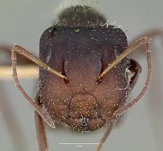 Camponotus frontalis