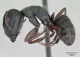 Camponotus hispidus