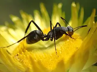 Camponotus petersii