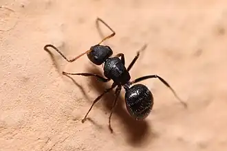 Camponotus senex