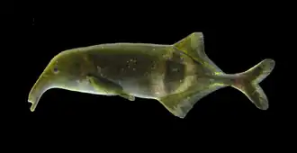 Campylomormyrus phantasticus