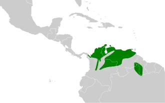 Tweekleurige winterkoning