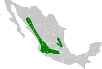 Gevlekte winterkoning